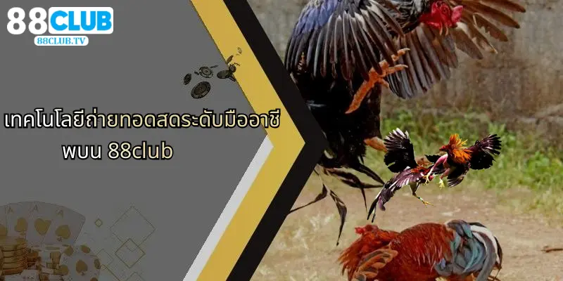 ไก่ชนถ่ายทอดสด 88Club: ประสบการณ์เดิมพันออนไลน์แบบเรียลไทม์