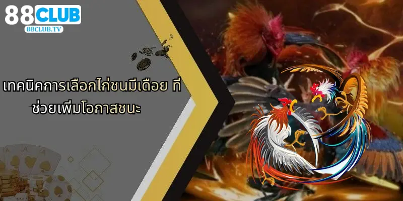 ไก่ชนมีเดือย: เจาะลึกความโดดเด่นและกลยุทธ์จาก 88Club 4 เทคนิคการเลือกไก่ชนมีเดือย ที่ช่วยเพิ่มโอกาสชนะ
