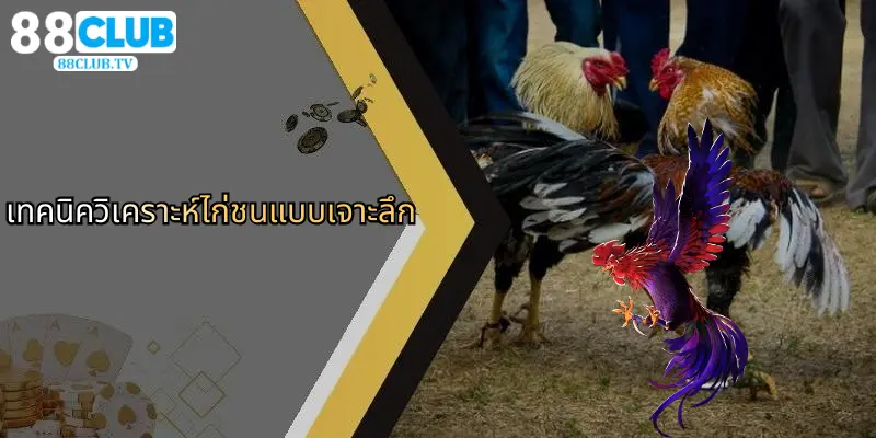 ไก่ชน 88Club: ประสบการณ์การเดิมพันที่เหนือระดับและกลยุทธ์ทำกำไร 3 เทคนิควิเคราะห์ไก่ชนแบบเจาะลึก